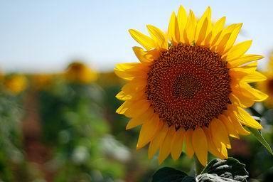 2 types: the non-oil seed and the oil seed, and Mexico, Peru, Russia, Ukraine, Portugal, etc. are the main countries that process sunflowers.