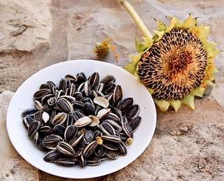 Sunflower Seed Processing Sunflower seeds come in 2 types: the non-oil seed that are eaten as confectionery products after roasted with the shell or without the shell as kernels, and the oil seed