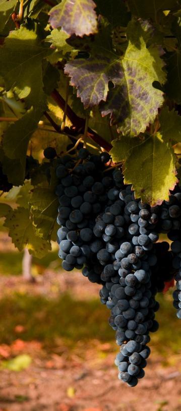 Winegrowing Program