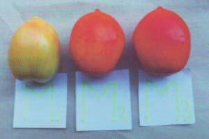 5: Photograph showing color of tomato fruit of different stages of maturity on the 9th day of Fig.