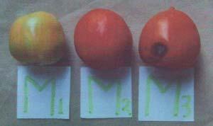 6: Photograph showing color of tomato fruit of different stages of maturity on the 12th day of Fig.