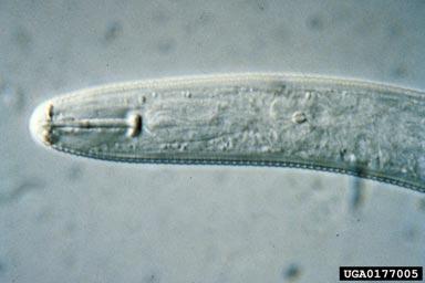 Nematodes have the potential to become serious pests of soybean AIM OF TALK Create