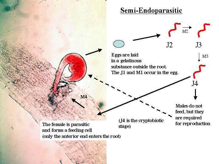 RENIFORM NEMATODE Differs from cyst and root-knot