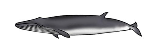 Estimation of the numbers of whales distributed