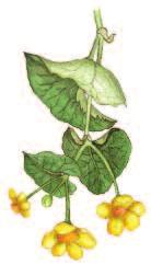 Size: 15 40 cm Meadow vetchling May August Clambering. Parallel veins on leaves. Tendrils. Yellow flowers.