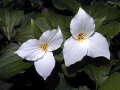 7.6 Thirteen petalled flower of Black-eyed Susan Fig. 7.7 A flower of Shasta Daisy with twenty one petals 7.2.