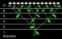 of plants where successive leaves or shoots spiral around the main stem with successive stages of development.