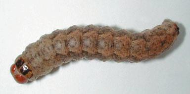 Department of Entomology Iowa State University Introduction The western bean cutworm, Richia albicosta (Lepidoptera: Noctuidae) is native to North America.