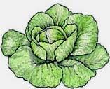 CABBAGE Cabbage can be stuffed, used in soups & stir-fried dishes, grated into salads & egg rolls, or made into cole slaw.