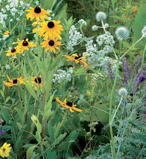 seedsavers.org/shop FALL is the best time to plant a prairie. Midwest prairie Mixes 1627-Dry Wildflower Mix Thrives on slopes and well-drained uplands. Mature plants range from 2' to 4'.