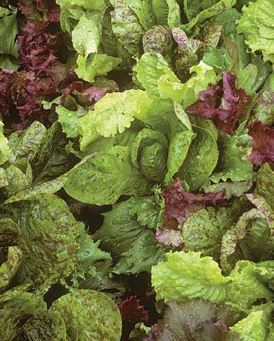 10 % OFF All Lettuce Packets through August 31, 2013 (SSE members get an additional 10% OFF) Join Seed SaverS exchange a non-profit organization since 1975.