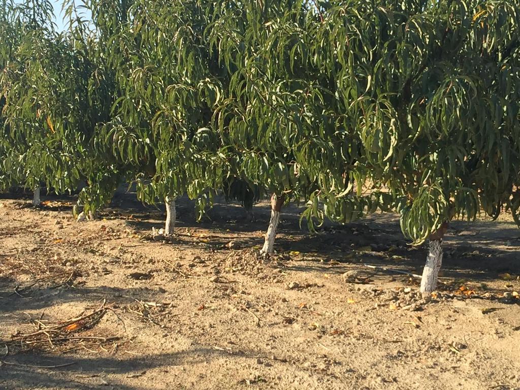 Subsurface drip irrigation on stone fruits.