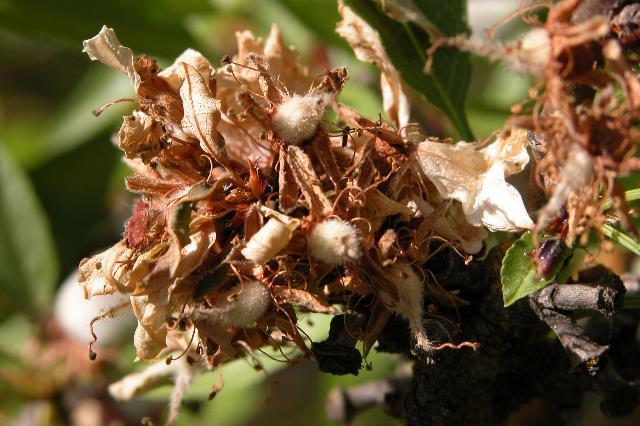 Hard Shells are susceptible to Brown Rot Varieties with tight flower