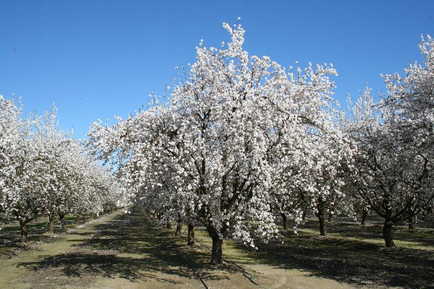 Disease Management in Organic Almond Production When almond trees are blooming their