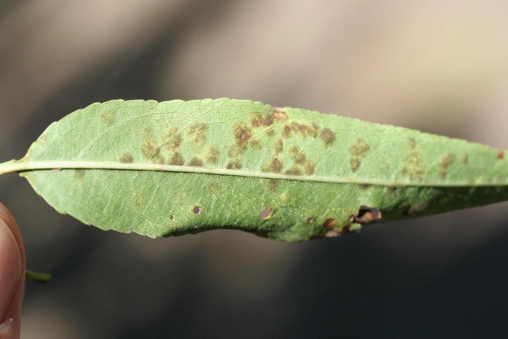 Young lesions are indistinct small yellow specks, best seen by holding a leaf up to the light.