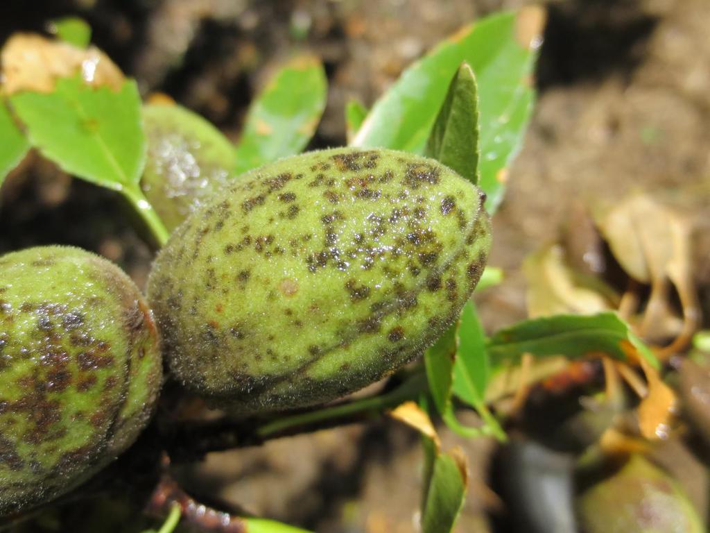 Severe scab infections can cause early defoliation Severe