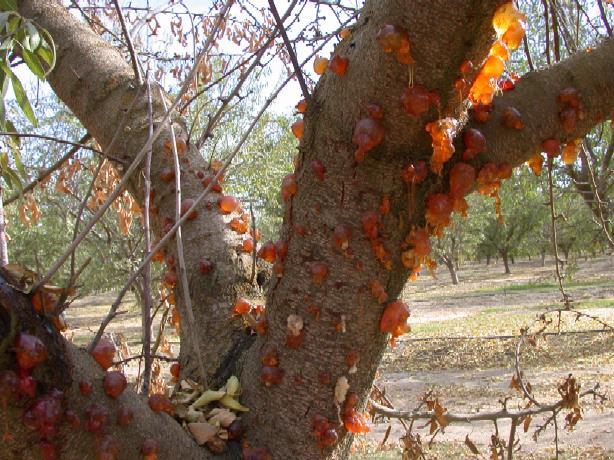 Phosphorous acid has been shown to provide almond trees resistance