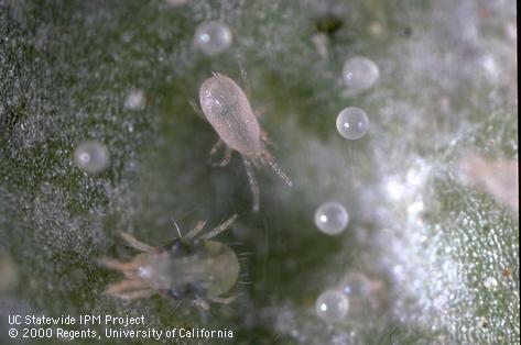 The release of predator mites and predatory Thrips are