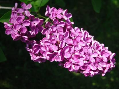 Syringa vulgaris (OLEACEAE) common lilac Europe Opposite, Decussate Simple, Entire margin Ovate, cordate base 2-5 long, almost as wide Base truncate or cordate Glabrous Infl dense panicles 4-8 long,