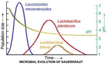 Microbial Evolution of Sauerkraut Over 2-4 weeks at ~70 F, a microbial succession takes place. L. mestenteriodes grows first until acid reaches 1%. It then declines.