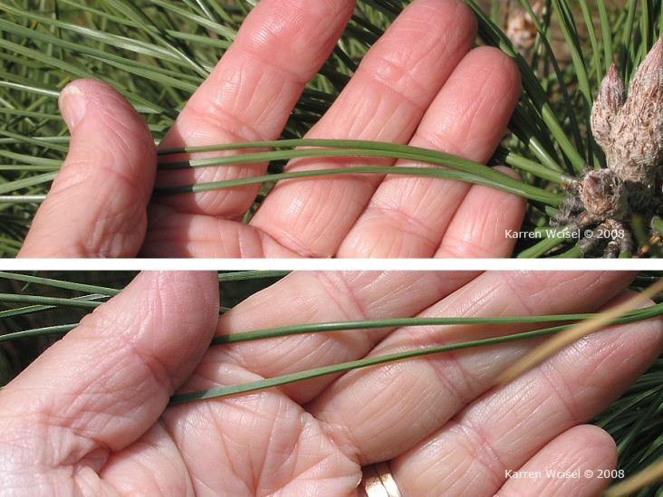 Leaf Number/Attachment: Description: Pinus ponderosa is a 2 and 3-needle pine.