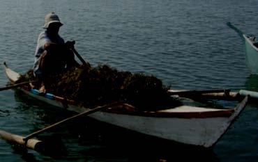 Conclusion and recommendation Production of seaweeds in Davao del Sur is