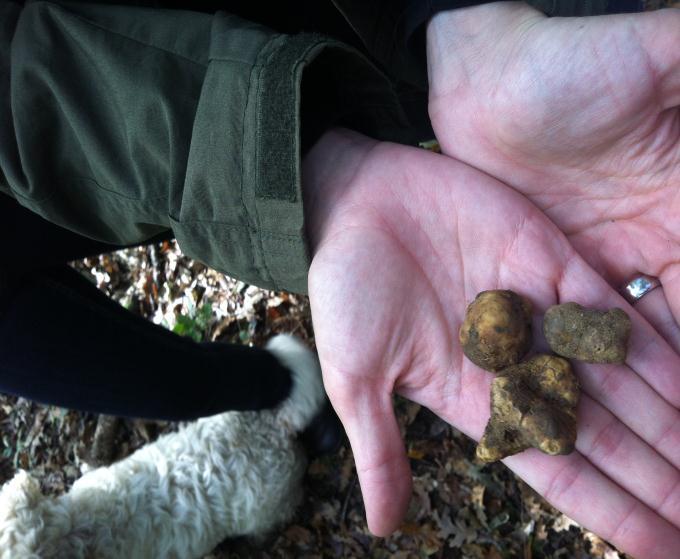 3. TRUFFLE HUNTING AND TASTING EXPERIENCE, WITH LUNCH Tuscany is lucky enough to have not only wonderful scenery above ground but also a real golden treasure in its soil: the truffle.