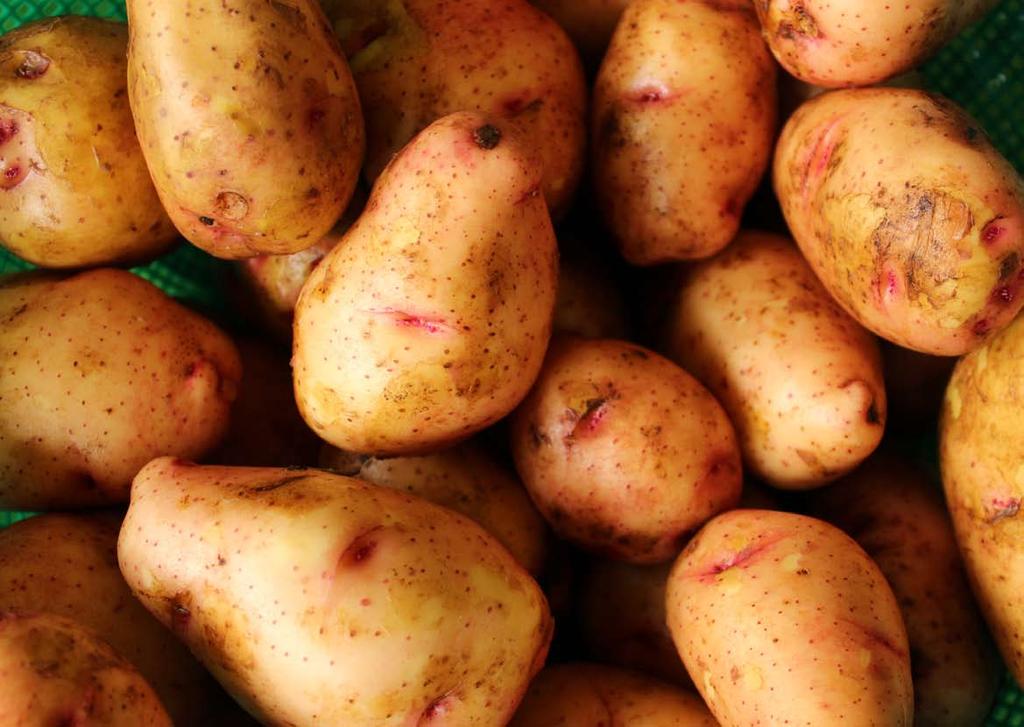 Food Security: Potatoes and Potato Farming Ms.