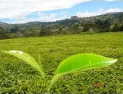Our Wealth Coffee Fibre Crops Food Crops Horticultural Crops Nuts and Oil Crops Pyrethrum and other