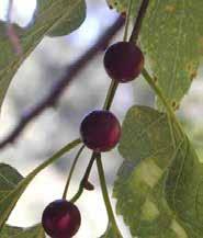 Common Hackberry Celtis occidentalis