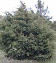 Arizona Cypress Cupressus arizonica 40