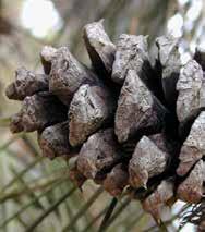 Shortleaf Pine Pinus echinata 50 30
