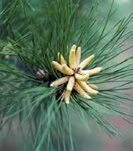 Pinyon Pine Pinus edulis 20-30