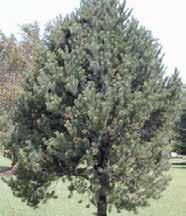 Japanese Red Pine Pinus densiflora