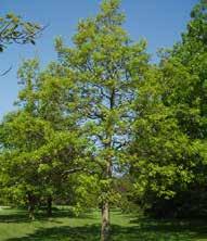 Sawtooth Oak Quercus acutissima 35-45