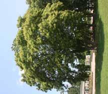 Shumard Oak Quercus shumardii 40-60