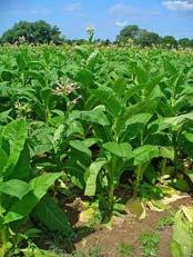 C. Ecology 1. Defense e.g., Nicotine Source: Nicotiana tabacum Neurotoxic to most herbivores But tobacco hornworm (a moth larva) can sequester & secrete it.