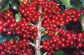 A. Caffeine -First IDed in Coffea arabica. Species: Coffea arabica (arabica coffee) Family: Rubiaceae. Nativity: NE Africa. B.