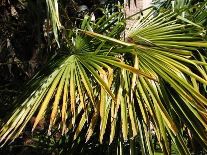 tasting fruit) Glandular in Fall Trachycarpus fortunei (ARECACEAE) Ovary superior fan palm Young branches glandular, pubescent E. Asia Fan shaped Round but deeply lobed Extremely large, 2-4 ft.