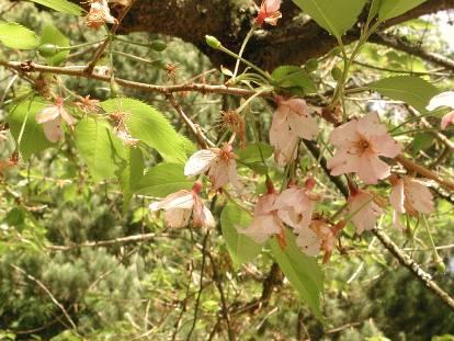 Prunus subhirtella (ROSACEAE ) flowering cherry Japan Ovate to oblong-ovate 1-2 in.