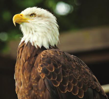 BIRDS OF PREY EXPERIENCE Treat your loved ones to a totally individual gift and encounter our exhilarating Birds of Prey first