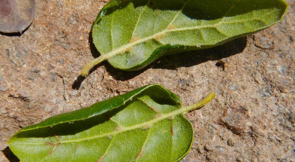 The typical form of coast live oak has only minimal hairs on the leaf underside, but var.