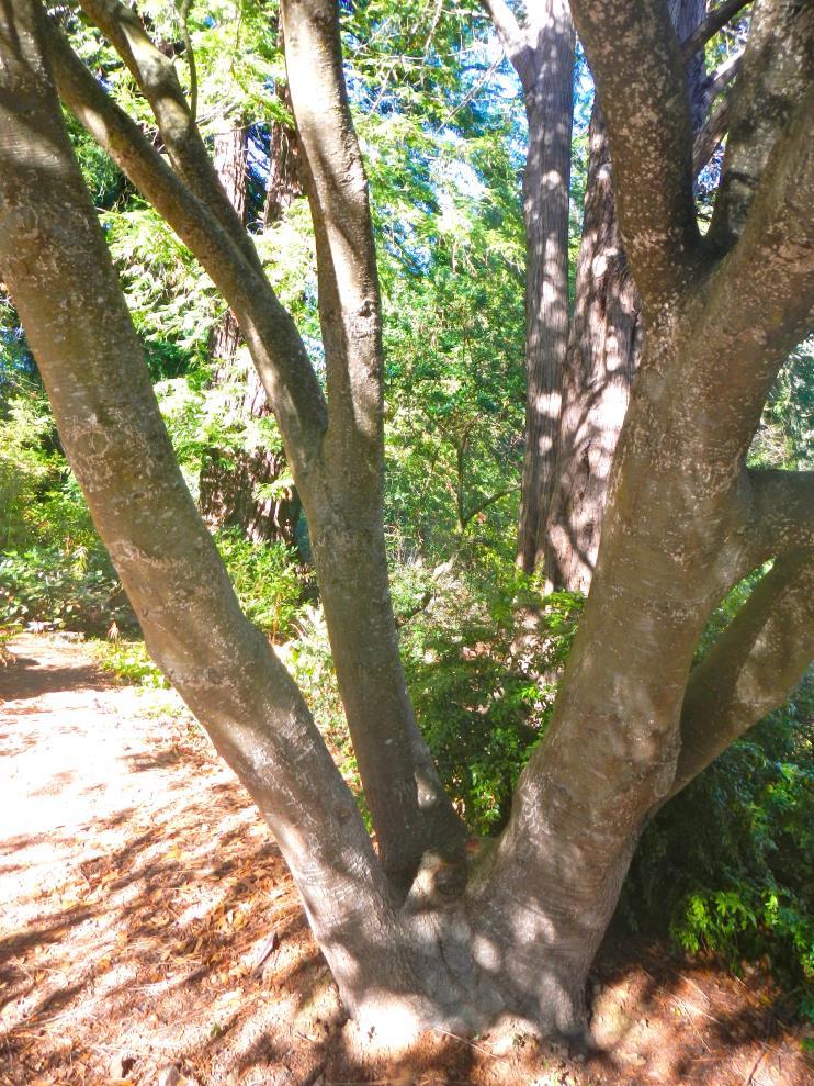 Interior live oak trunks are often less massive than