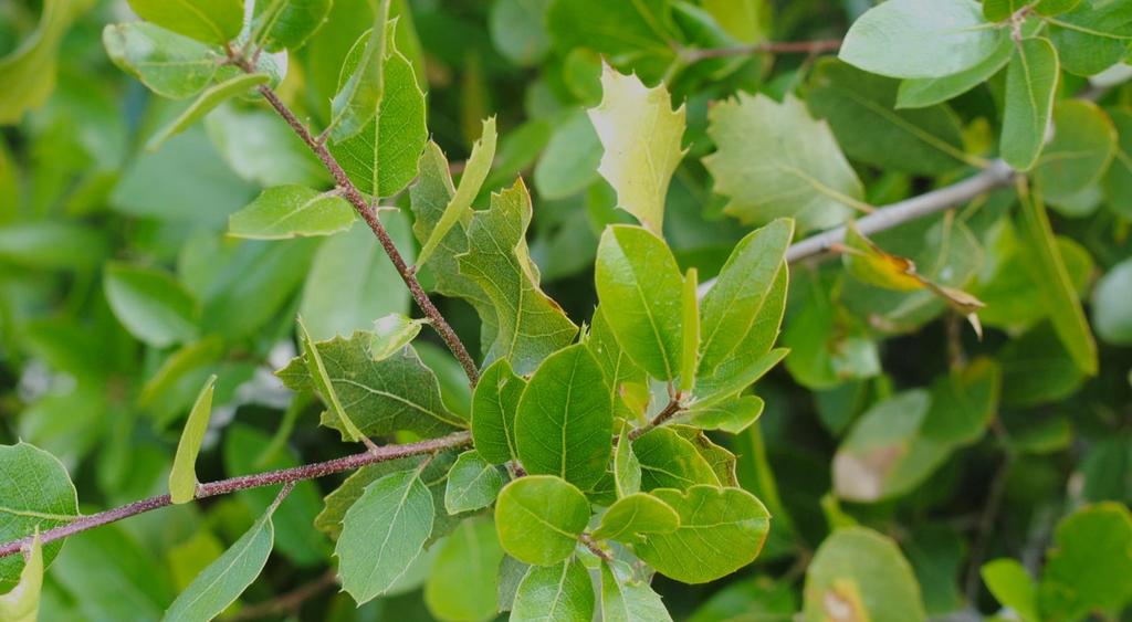 Interior live oak leaves are bright green on both surfaces, without obvious hairs underneath, and