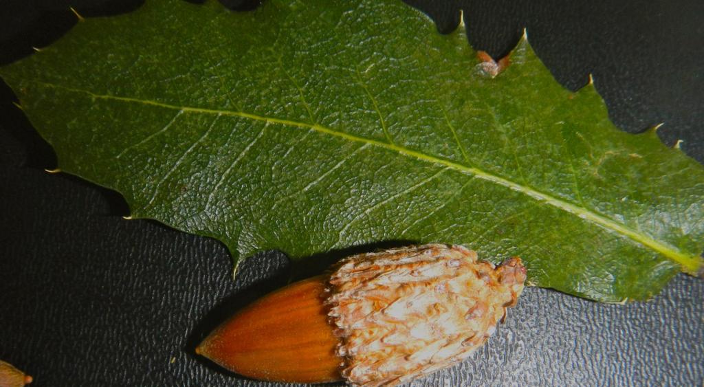 A single leaf of the Tamalpais oak shows the dark green color and spiny teeth.