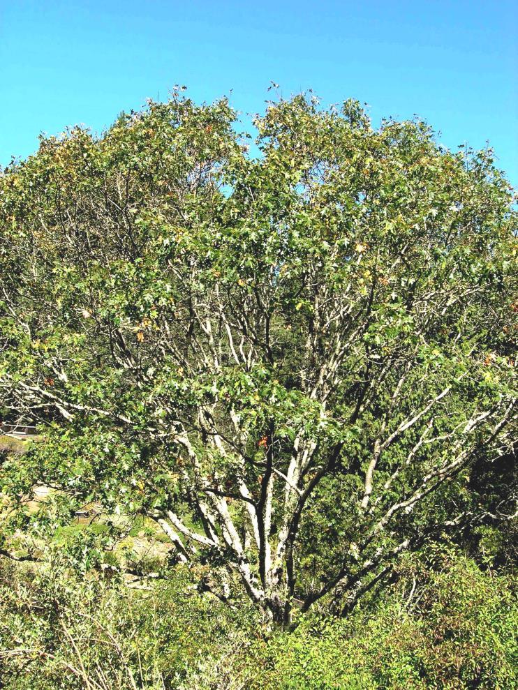 The last of the black oaks, and often simply referred to as black oak, is Q.