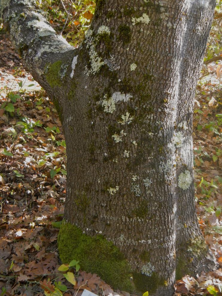 California black oak trunks have