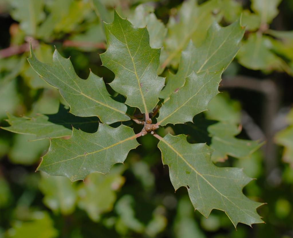 Because species within an oak group occasionally hybridize, we have the curious case of Q.