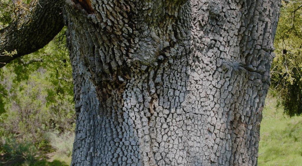 Old trunks of valley oak