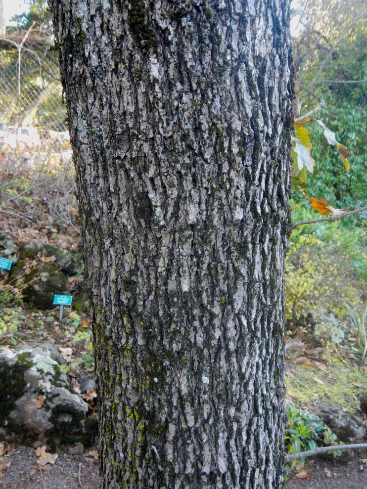 Garry oak bark is also similar to valley oak although